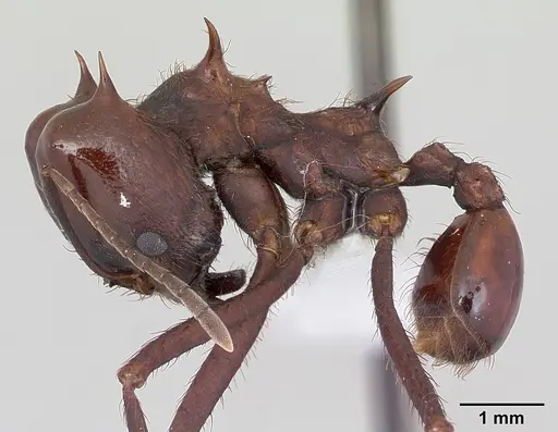 Atta saltensis specimen