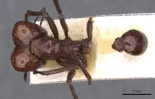 Atta saltensis - CASENT0909444