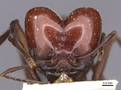 Atta saltensis - CASENT0909444