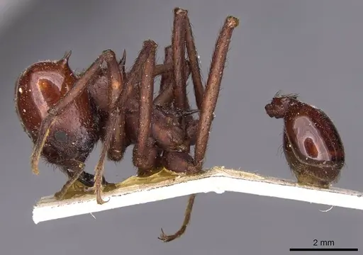 Atta saltensis - CASENT0909444