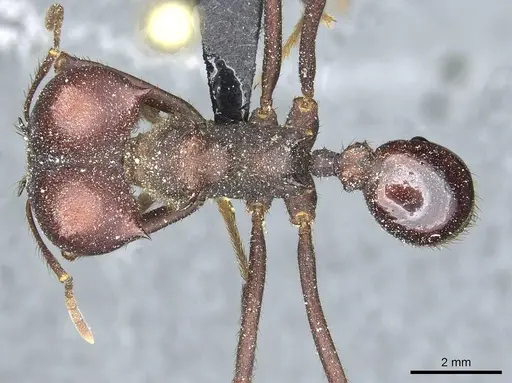 Atta saltensis - CASENT0912492