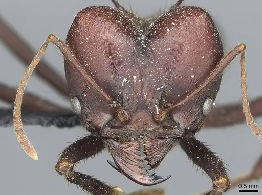 Atta saltensis - CASENT0912492