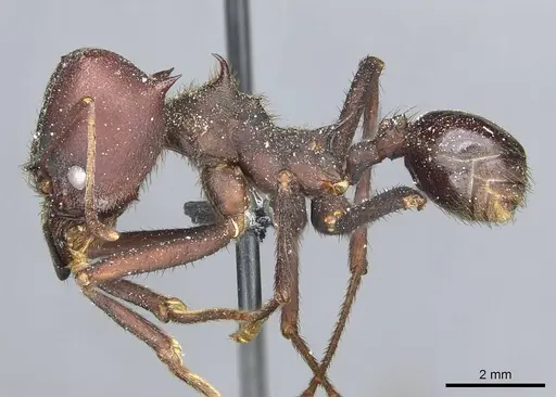 Atta saltensis - CASENT0912492