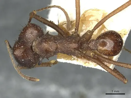 Atta saltensis - CASENT0912493