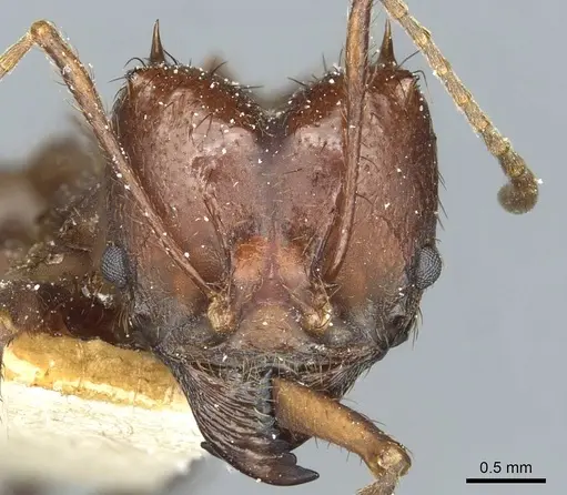 Atta saltensis - CASENT0912493