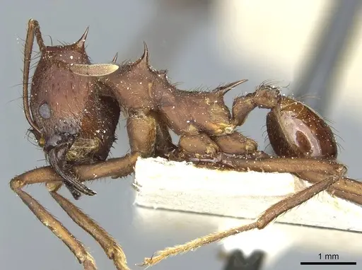 Atta saltensis - CASENT0912493