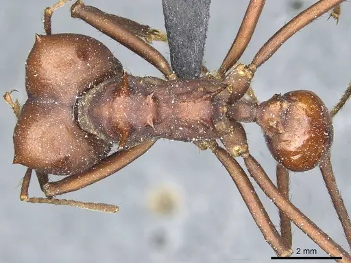 Atta saltensis - CASENT0912494