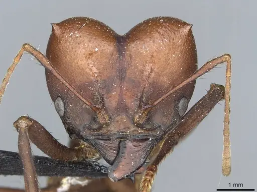 Atta saltensis - CASENT0912494