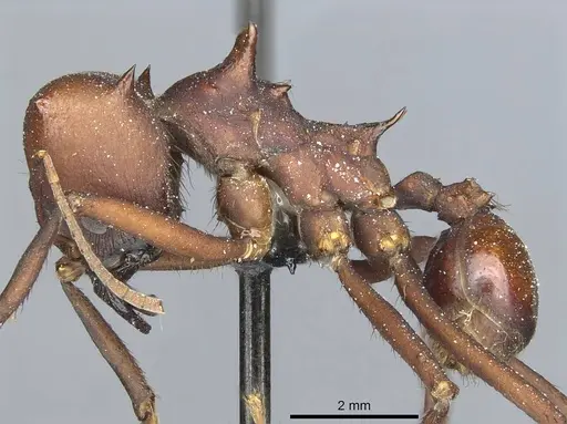 Atta saltensis - CASENT0912494