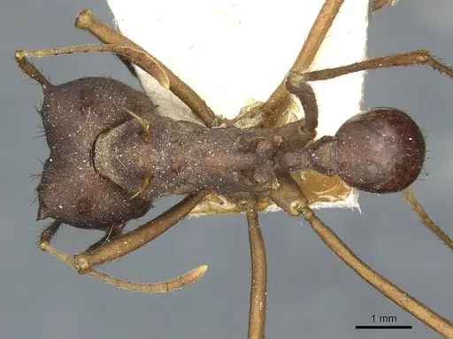 Atta saltensis - CASENT0912495