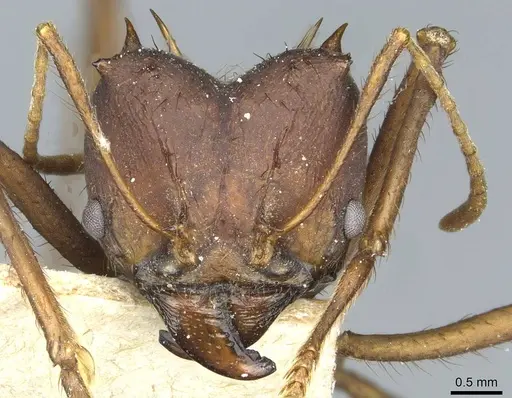 Atta saltensis - CASENT0912495