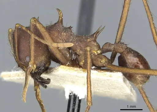 Atta saltensis - CASENT0912495