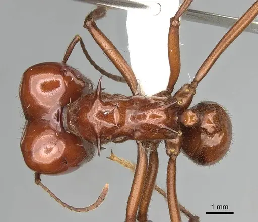 Atta saltensis - CASENT0922059