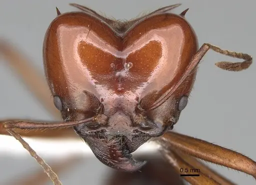 Atta saltensis - CASENT0922059