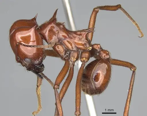 Atta saltensis - CASENT0922059