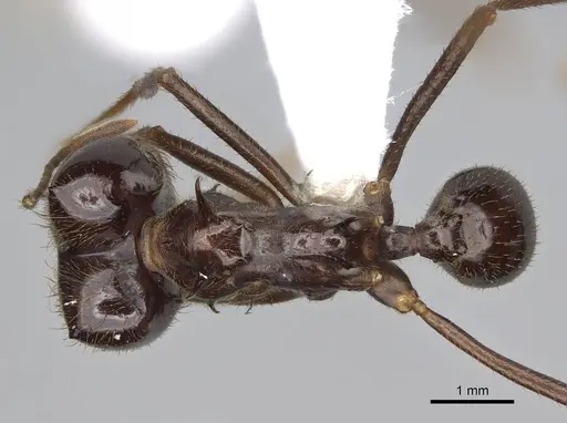 Atta saltensis - CASENT0922060