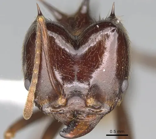 Atta saltensis - CASENT0922060