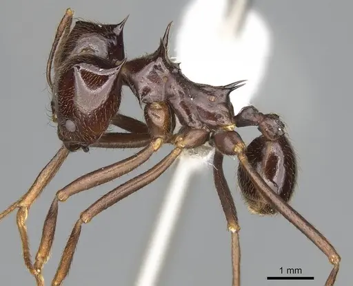 Atta saltensis - CASENT0922060