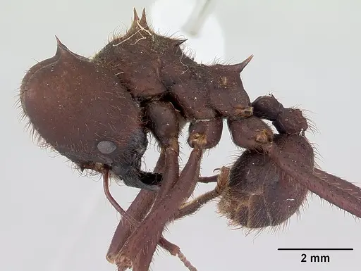 Atta sexdens - CASENT0178706