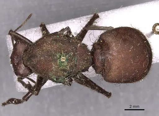 Atta sexdens - CASENT0900489