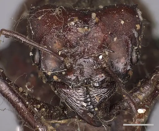 Atta sexdens - CASENT0900489