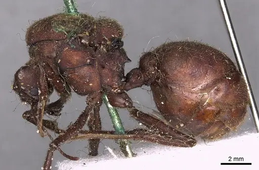 Atta sexdens - CASENT0900489