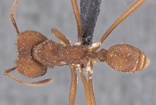 Atta sexdens - CASENT0909450