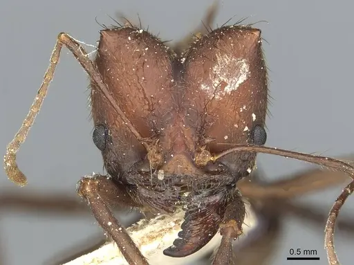 Atta sexdens - CASENT0912497