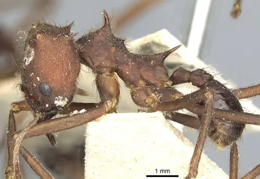 Atta sexdens - CASENT0912497