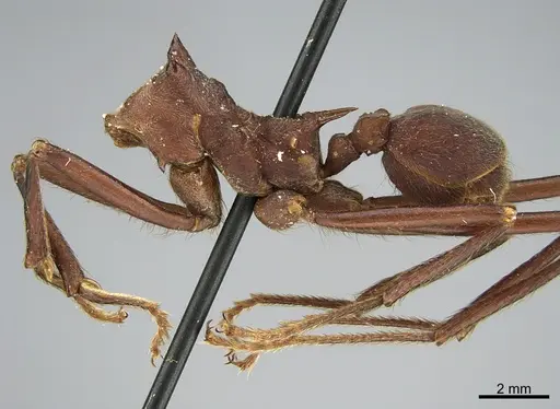 Atta sexdens - CASENT0923578