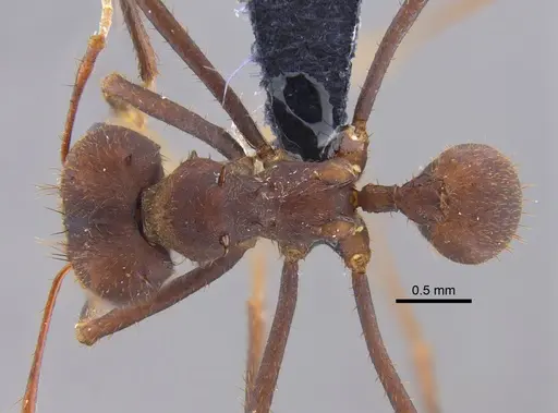 Atta sexdens - CBUMAGENT41876