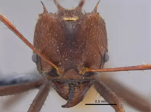 Atta sexdens - CBUMAGENT41876