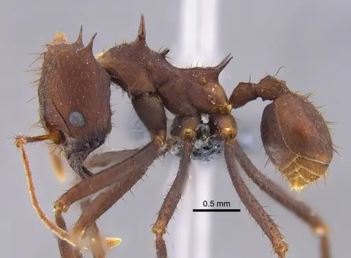 Atta sexdens - CBUMAGENT41876