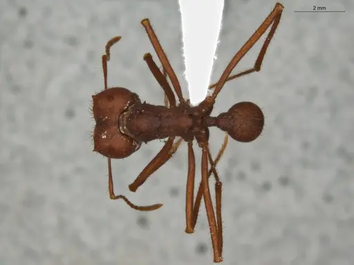 Atta sexdens - ECOFOG-SG17-0042-03