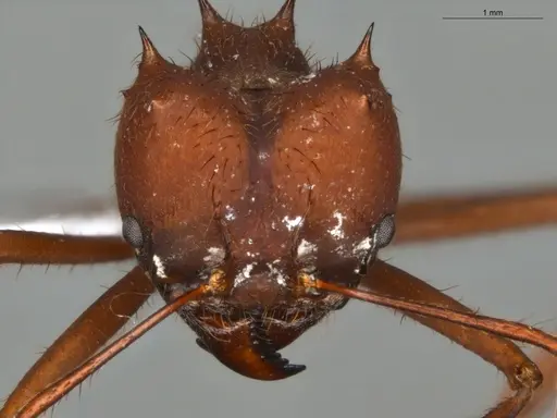 Atta sexdens - ECOFOG-SG17-0042-03