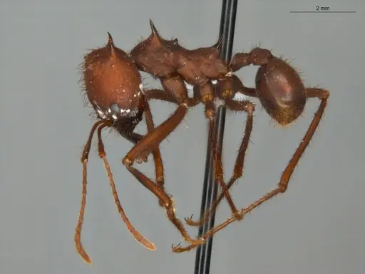 Atta sexdens - ECOFOG-SG17-0042-03