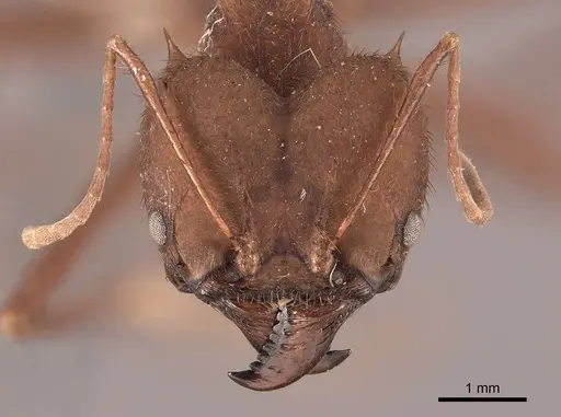 Atta sexdens - FMNHINS0000046913