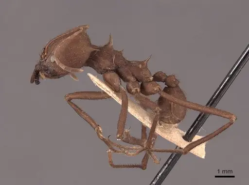 Atta sexdens - FMNHINS0000046913