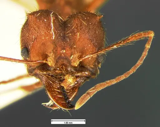 Atta texana - CASENT0105606