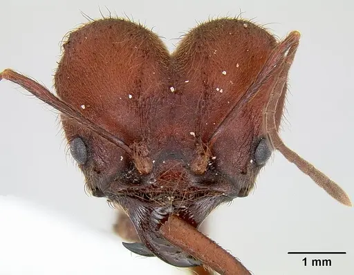 Atta texana - CASENT0106142