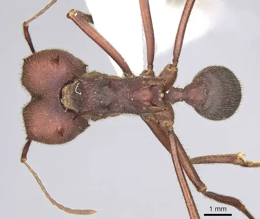 Atta texana - CASENT0922061