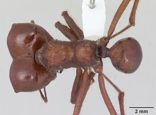 Atta vollenweideri specimen