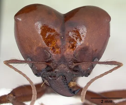Atta vollenweideri specimen