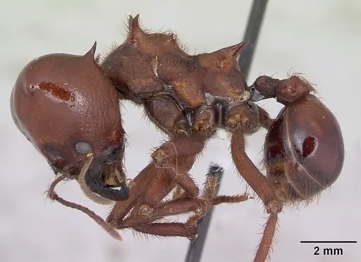 Atta vollenweideri specimen