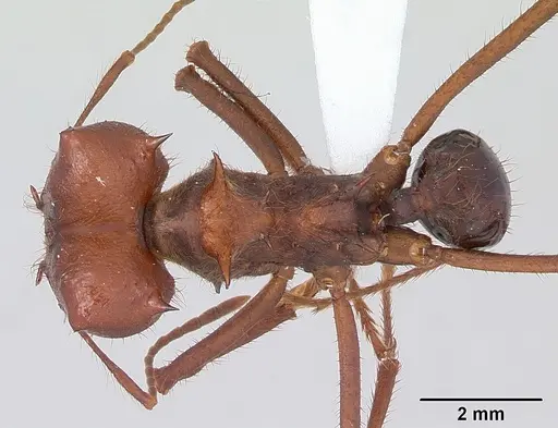 Atta vollenweideri - CASENT0173819