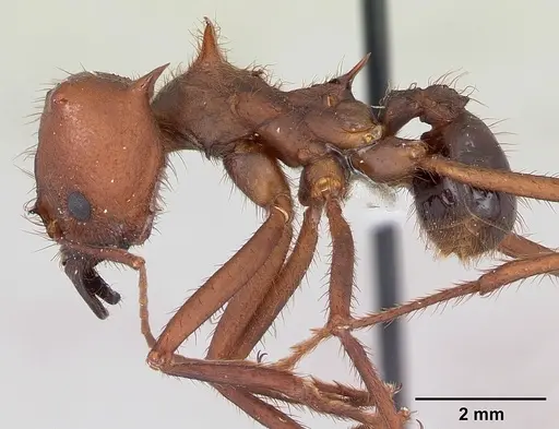 Atta vollenweideri - CASENT0173819