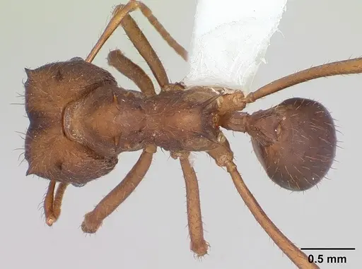 Atta vollenweideri - CASENT0173820