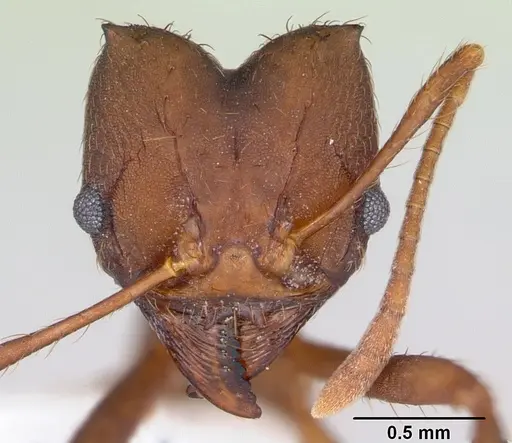 Atta vollenweideri - CASENT0173820