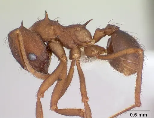 Atta vollenweideri - CASENT0173820