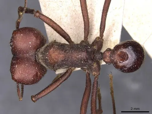 Atta vollenweideri - CASENT0909442